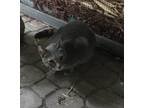 Adopt Sly a Gray or Blue Domestic Shorthair (short coat) cat in Lauderhill