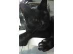 Adopt Sterling a All Black Domestic Shorthair (short coat) cat in Brookhaven