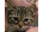 Adopt Posie a Brown Tabby Domestic Shorthair (short coat) cat in Brookhaven