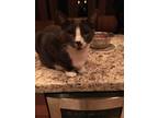 Adopt Tom a Black & White or Tuxedo Domestic Shorthair (short coat) cat in