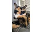 Adopt Savanna a Calico or Dilute Calico Calico / Mixed cat in Staten Island