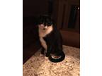 Adopt Jerry a Black & White or Tuxedo Domestic Mediumhair (medium coat) cat in