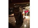 Adopt Susie a Brown Tabby Domestic Shorthair (short coat) cat in Lauderhill