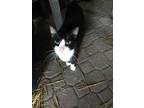 Adopt Milo a Black & White or Tuxedo Domestic Shorthair (short coat) cat in