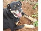 Adopt Tulip a Tricolor (Tan/Brown & Black & White) Rottweiler / Mixed dog in