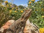 Adopt Finnie a Lizard reptile, amphibian, and/or fish in Las Vegas