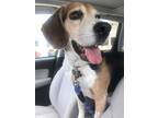 Adopt Allagash a Tricolor (Tan/Brown & Black & White) Beagle / Mixed dog in