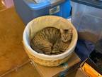 Adopt Gizmo a Brown Tabby Domestic Shorthair (short coat) cat in Mililani