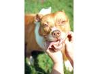 Adopt Sophie a Red/Golden/Orange/Chestnut Pit Bull Terrier / Mixed dog in