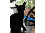 Adopt Juju a All Black Domestic Shorthair (short coat) cat in Lauderhill
