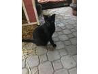 Adopt Al a All Black Domestic Shorthair (short coat) cat in Lauderhill