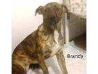 Adopt Brandy a Catahoula Leopard Dog / Labrador Retriever / Mixed dog in Mexia