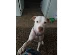 Adopt Sky a Tan/Yellow/Fawn - with White American Pit Bull Terrier / Shepherd