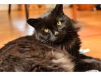 Adopt Rhiannon a All Black Domestic Mediumhair (medium coat) cat in Berkeley