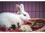 Adopt Cupcake a White American / Mixed (short coat) rabbit in Woodland Hills