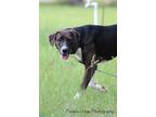 Adopt Tippy a Brindle - with White Labrador Retriever / Mixed dog in Sheridan