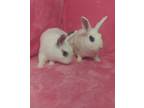Adopt Arlette & Everton a White Blanc de Hotot / Mixed (short coat) rabbit in