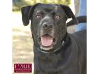 Adopt Jack Black a Black Labrador Retriever / Mixed dog in Marina del Rey