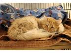 Adopt Ollie a Orange or Red (Mostly) Domestic Longhair (long coat) cat in House