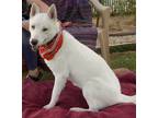 Adopt LUNA a White Siberian Husky / Mixed dog in Valencia, CA (29343888)