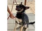 Adopt BAILEY (The Beautiful) a Black - with Tan, Yellow or Fawn Rottweiler /