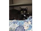 Adopt Ellen a All Black Domestic Shorthair (short coat) cat in Christiansburg