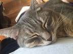 Adopt Wolfie a Gray, Blue or Silver Tabby Domestic Mediumhair / Mixed cat in