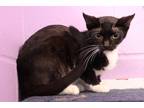 Adopt Stef a Black & White or Tuxedo Domestic Shorthair (short coat) cat in