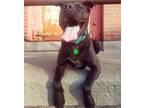 Adopt Beans a Black Pit Bull Terrier / Mixed dog in Detroit, MI (29408293)