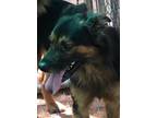 Adopt Scooby a Black - with Tan, Yellow or Fawn Australian Shepherd / Mixed dog
