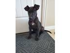 Adopt Karuppa a Black Labrador Retriever / Mixed dog in Haslet, TX (28666332)