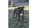 Adopt Grendel a Brindle American Pit Bull Terrier / Mixed dog in Bessemer