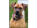 Adopt Bea a Red/Golden/Orange/Chestnut Boxer / Mixed dog in Earl, NC (28896255)