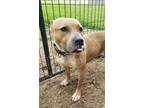 Adopt Rain a Tan/Yellow/Fawn - with White American Staffordshire Terrier / Pit