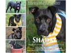 Adopt Shaday a Black Labrador Retriever / American Staffordshire Terrier / Mixed