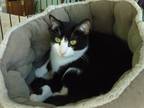 Adopt Pong a Black & White or Tuxedo Domestic Shorthair (short coat) cat in Dale