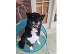 Adopt Lucy a Black - with White Border Collie / Mixed dog in Houston