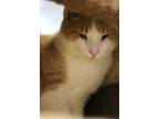 Adopt Mio a Orange or Red Tabby Domestic Shorthair (short coat) cat in