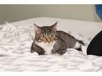 Adopt Serenity a Gray, Blue or Silver Tabby Domestic Shorthair (short coat) cat