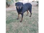 Adopt Lucy a Black - with Brown, Red, Golden, Orange or Chestnut Rottweiler /