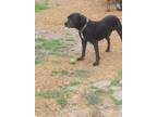 Adopt Mac a Black - with Gray or Silver American Staffordshire Terrier / Mixed