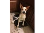 Adopt Lucy a White - with Red, Golden, Orange or Chestnut Australian Cattle Dog
