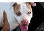 Adopt Dottie a White - with Brown or Chocolate American Pit Bull Terrier / Mixed