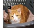 Adopt Petal a Orange or Red Tabby Domestic Shorthair (short coat) cat in