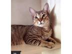 Adopt Leo a Brown Tabby Domestic Shorthair (short coat) cat in Key Largo