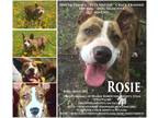 Adopt Rosie a Brindle American Staffordshire Terrier / Mixed dog in Hearne