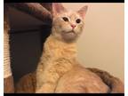 Adopt Thor a Orange or Red Domestic Shorthair / Mixed (short coat) cat in New