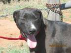 Adopt Alissa a Labrador Retriever, Border Collie