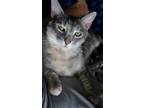 Adopt Wolf a Calico or Dilute Calico Calico / Mixed (short coat) cat in