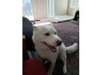 Adopt Nala a White Husky / Husky / Mixed dog in Roseville, CA (25952019)